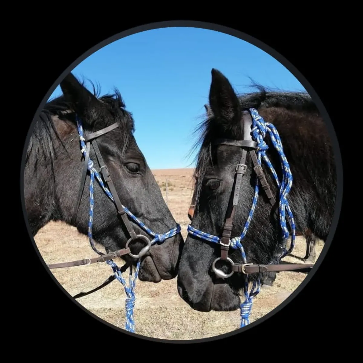 Horses For Healing photo 2