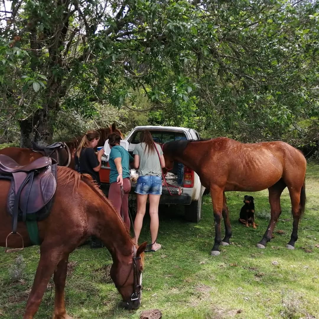 Horses For Healing photo 5