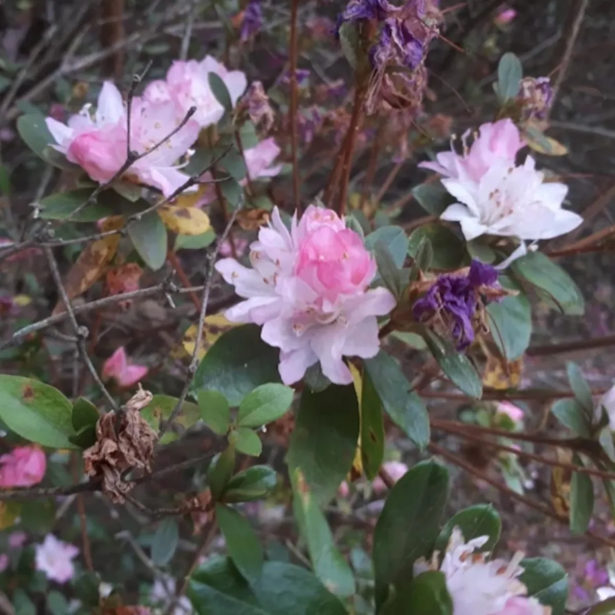 Applegarth gardens photo 1