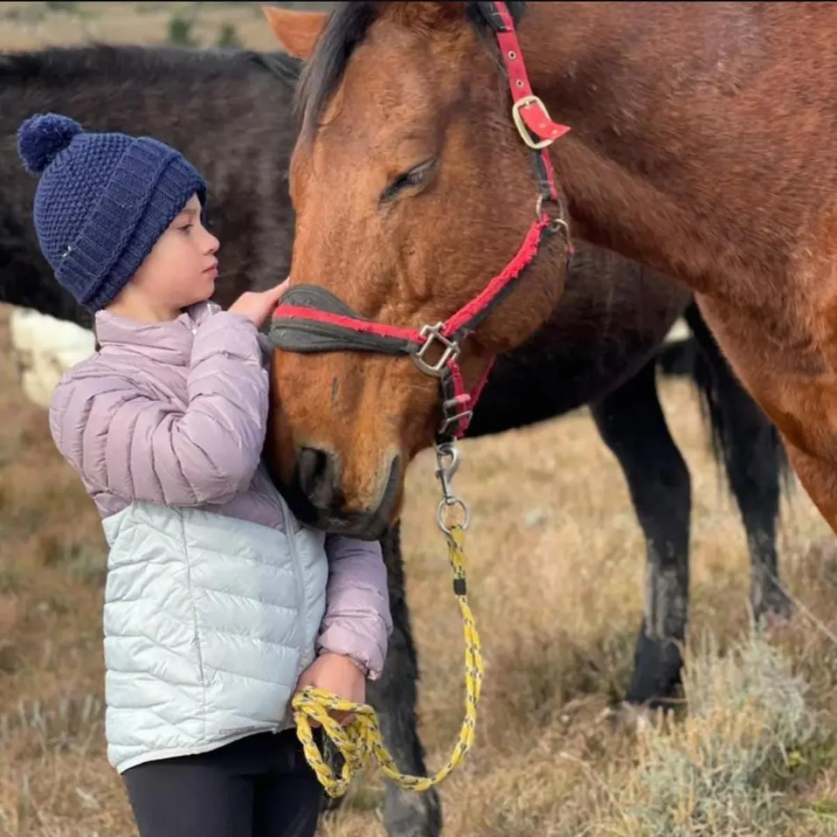 Horses For Healing photo 1